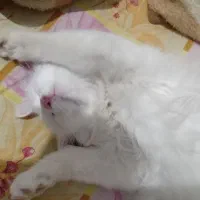 132095|گربه|قوچان, |دیوار