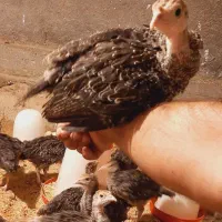 جوجه گوشتی. محلی. بلدرچین.بوقلمون|حیوانات مزرعه|مشهد, شهرک امام هادی (شهرک غرب)|دیوار