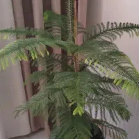 کاج مطبق