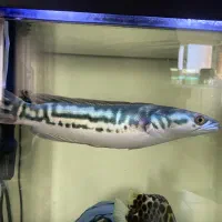 ماهی چانا سرماری رد ۳۰ سانت|ماهی|قم, پردیسان|دیوار