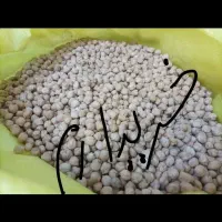 انواع نخود،درشت و فلافلی