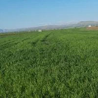 زمین کشاورزی دیم|فروش زمین و ملک کلنگی|ماهیدشت, |دیوار