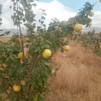 فروش به درجه یک