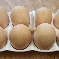 تخم مرغ محلی نطفه دار درشت