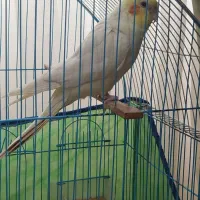 عروس هلندی سخنگو