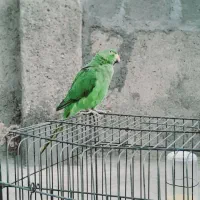 ملنگو فروشی