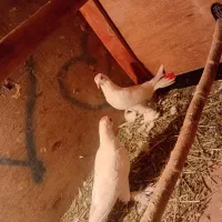 لوطی درجه یک|پرنده|مرند, |دیوار