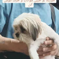 واگذاری شیتزو تریر