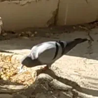 کبوتر گمشده|حیوانات|بجنورد, |دیوار