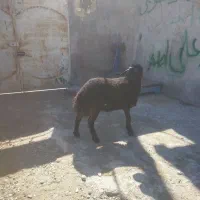 4بره ماده کاور بره درجه یک اصل افشار 55