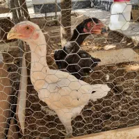 جوجه خروس لاری