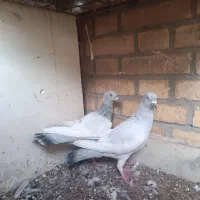 کبوتر یهودی ابی