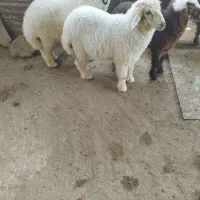 فروش بره فقط وفقط تماس