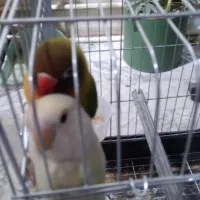 طوطی برزیلی نروماده|پرنده|بروجرد, |دیوار