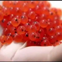 بچه ماهی ایرانی با آب رودخانه و چاه