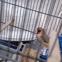 سهره دورگ استوره|پرنده|کرمان, |دیوار