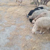 15 راس میش داشتی|حیوانات مزرعه|جره و بالاده, |دیوار