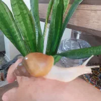 حلزون آچاتینا|خزنده|قزوین, |دیوار