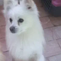 سگ نر پامرین اصل