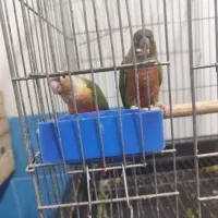 گرینچیک مولد|پرنده|شیراز, کوشک میدان|دیوار