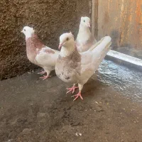 طوقی هفترنگ