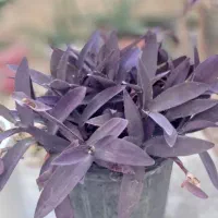 گل.|گل و گیاه طبیعی|اسفراین, |دیوار