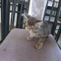 فروش گربه