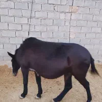 قاطر