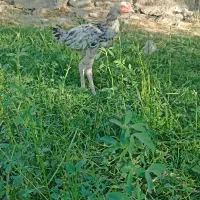 جوجه خروس|حیوانات مزرعه|ایرانشهر, |دیوار