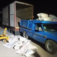 پیاز زعفران ۵۰ مخصوص خطا کاری|خدمات باغبانی و درختکاری|تربت‌حیدریه, حیدرآباد|دیوار