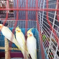 جوجه عروس هلندی