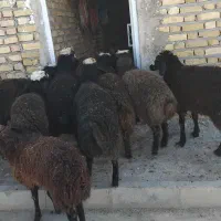 گوسفند زنده داریم