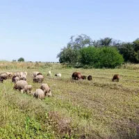 فروش تعدادی بره