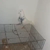 کبوتر دوتا نر