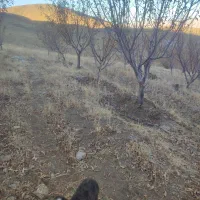 حدود 200درخت سیب ده ساله