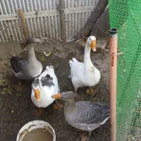 قوغاز اکراینی