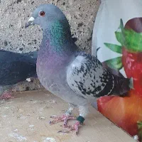 کبوتر کفتر پلاکی مسابقه رنگی شازده کله دار