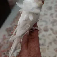 مرغ عشق پروانه ای