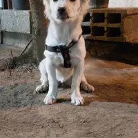 سگ شیتزو تریر بازیگوش