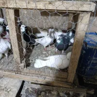 کبوتر|پرنده|زرنه, |دیوار