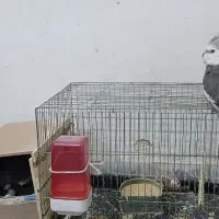 عروس هلندی وایت فس