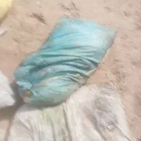 کودگوسفندی