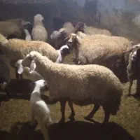 جفتی ۶۰|حیوانات مزرعه|اسلام‌‌آباد غرب, |دیوار