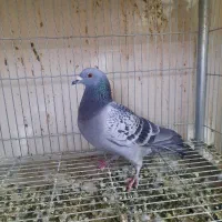 کبوتر گرفتم