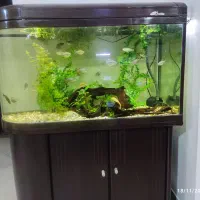 آکواریم یو شکل شرکتی|ماهی|شیراز, شهرک بهشتی|دیوار