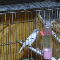 سه عدد قناری نر مست|پرنده|برخوار, |دیوار