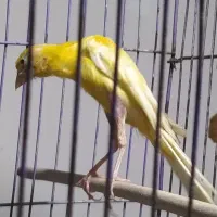 قناری ماده نر یسر فقط دارم|پرنده|بندر ماهشهر, |دیوار