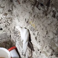 کبوتر دمبی بادمجانی