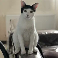 واگذاری گربه