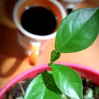 طراح و گرافیست